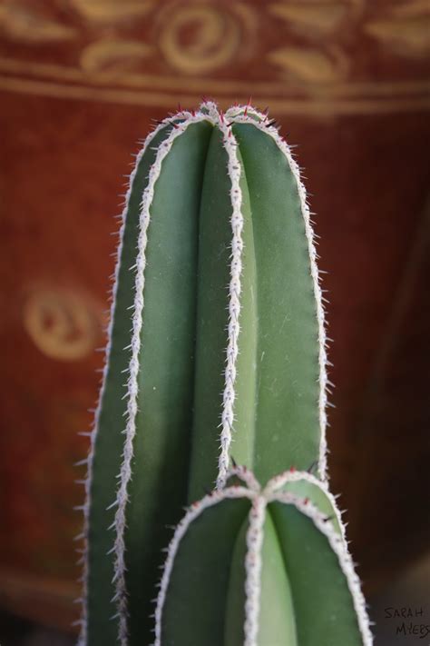 Cacti are members of the plant family cactaceae, in the order many cacti live in dry places, such as deserts. The Other Oeuvre: September 2015
