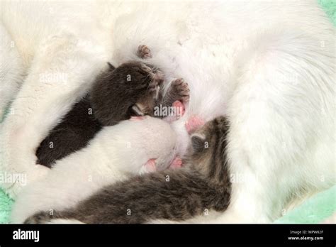 Three Fluffy Kittens Nursing On Mother Newborn Kittens Will Generally Nurse Until They Are Four
