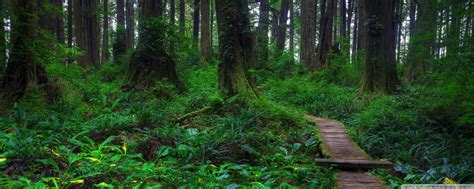 Dual Monitor Wallpaper 4k Forest Download Green Forest Water Flow