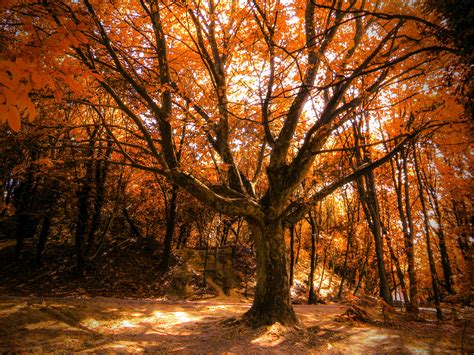 3840x2160 Autumn Tree 4k 4k Hd 4k Wallpapers Images Backgrounds