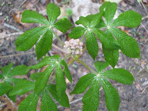This lesson is best done outside near a concrete surface where the seeds can ask students to feel the seeds. Where Plants Rule: Red Buckeye