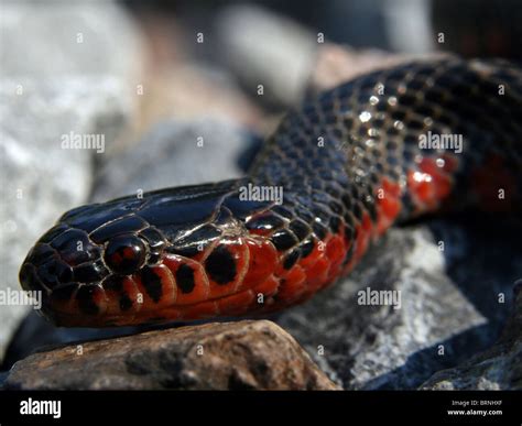 Western Mud Snake Farancia Abacura Reinwardtii Stock Photo Alamy