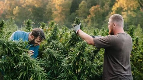 Best Time Of Day To Harvest Cannabis And Why It Matters