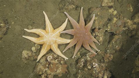 Pair Of Smooth Sun Star Starfish White Sea Stock Video Clip K011