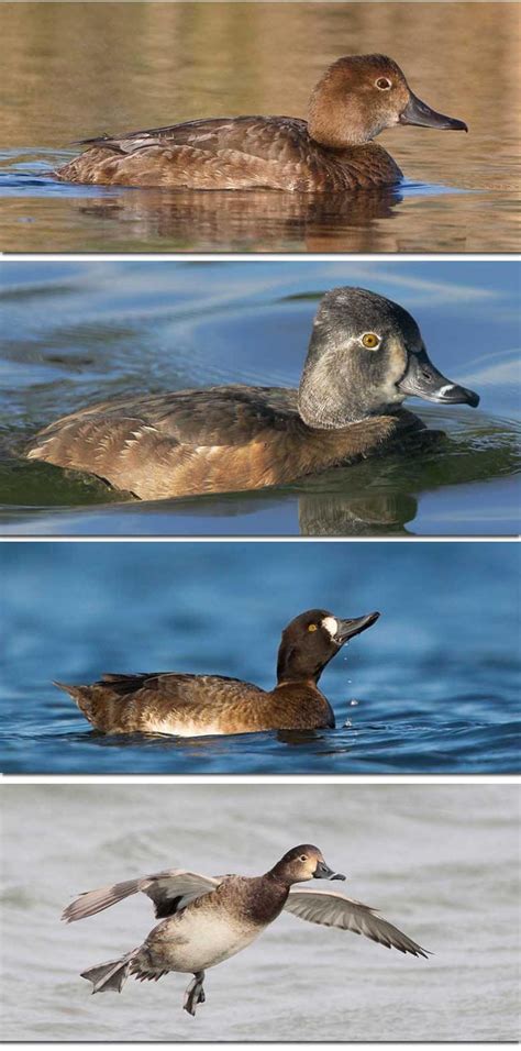 Diving Ducks Identification Pictures Example Tips