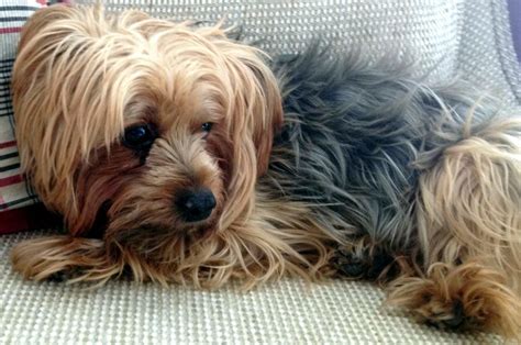 Yorkipoo Dog Breed Everything You Need To Know