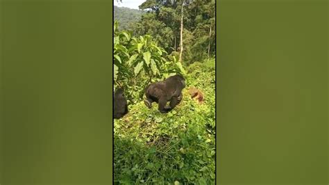 Mother Gorilla Pulling Its Baby As If It Never Give Birth To It Youtube