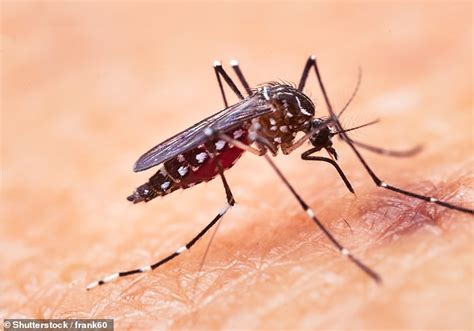 Malaria Parasites Resistant To Key Drugs Have Spread Rapidly In South East Asia Daily Mail Online