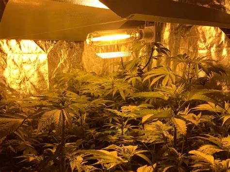 Anleitung Zum Cannabis Anbau Indoor Schritt F R Schritt