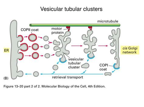 Ppt Last Class Transportation At The Plasma Membrane A Carrier