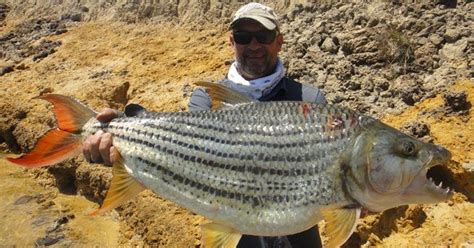 Zambezi River Fishing in 2020 | River fishing, Fish, Zambezi river