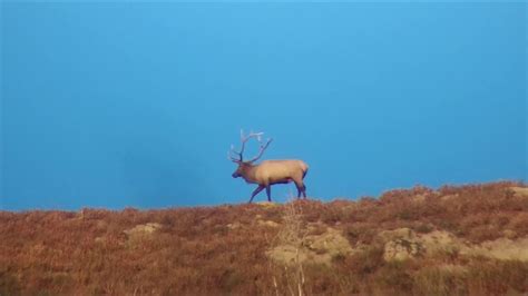 Central Utah Manti Bull Elk Hunt 2020 Youtube