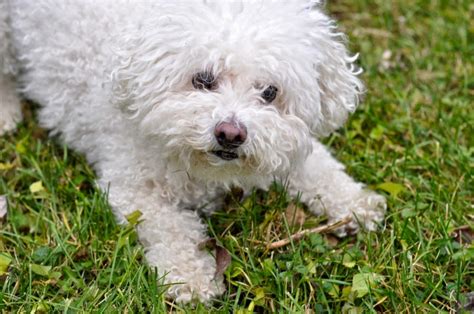 30 Fluffily Cute Bichon Frise Dog Pictures