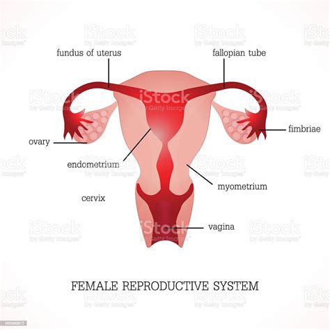 Human Female Reproductive System Diagram Labeled Aflam Neeeak 69601