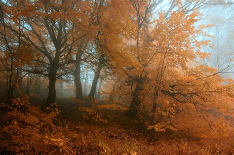 Autumn Trees Fog Landscape Wallpaper 4216x2800 174847