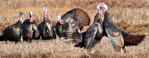 Dnr Wild Turkey Hunting Biology And Management