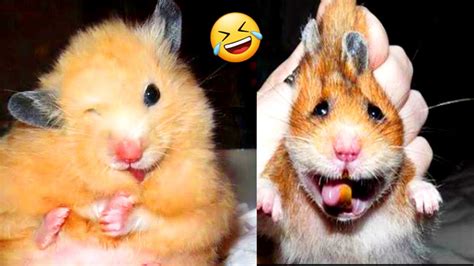 Funny And Cute Hamsters Video Compilation Funny Mice 🐭🐹 Real Life Jerry Animal Lover