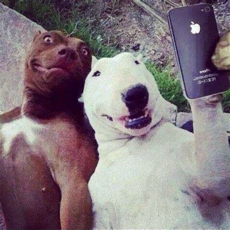 Send Us Your Doggy Selfies And Urban Paws Will Choose Selected Dogs As