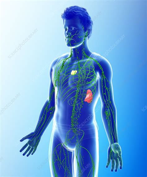 Human Lymphatic System Illustration Stock Image F0132577