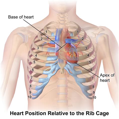 After giving 5 to 6 nectars to the appropriate person, their affinity gauge in the codex will show a heart with a keyhole, indicating that you need to earn their favor. File:Blausen 0467 HeartLocation.png - Wikimedia Commons