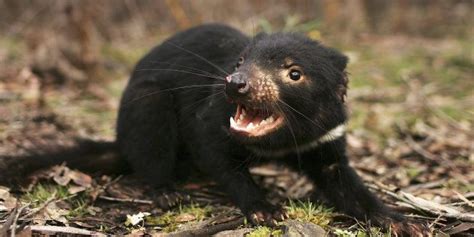Secret Tasmanian Devil Colony May Save Species From Extinction