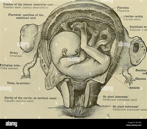 Anatomia Del Utero