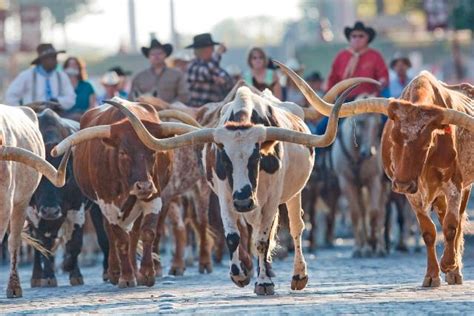The Herd Daily Longhorn Cattle Drives In Fort Worth Texas Fort Worth