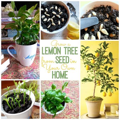 A sunny window is a good location, but be careful the light is not too strong and therefore too hot. These miniature citrus trees can deliver a big dose of ...