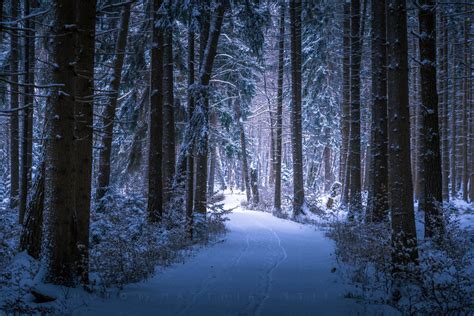 Path In Winter Forest By Matthias Stiefel