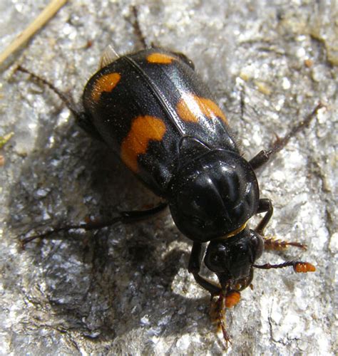 Sexton Beetle Whats That Bug