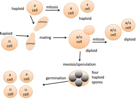 A Simplified Life Cycle Diagram Of Laboratory Budding Yeast Haploid Download Scientific
