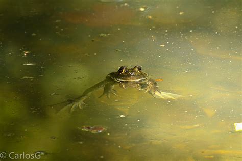 American Bull Frog Lithobates Catesbeianus Rana Catesbe Flickr