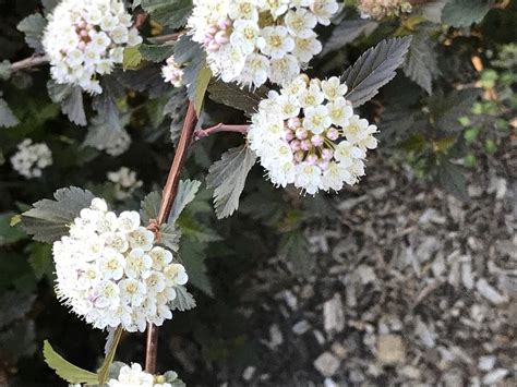 Get planting instructions and care tips for physocarpus. Ninebarks: Plant Care and Collection of Varieties - Garden.org