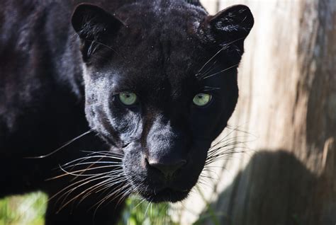 Black Panther One Of The Strongest Climbers Among All The Big Cats MyStart