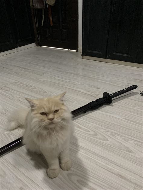 The Cat And Sword Rkatanas