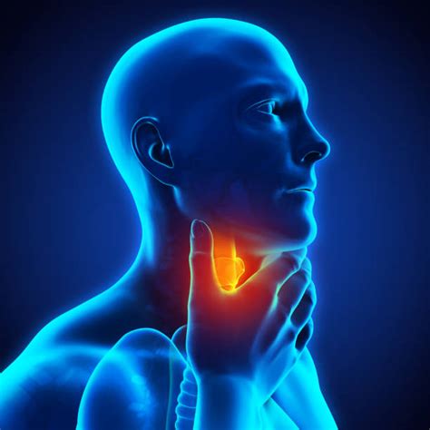 Throat Anatomy Stock Photos Pictures And Royalty Free Images Istock
