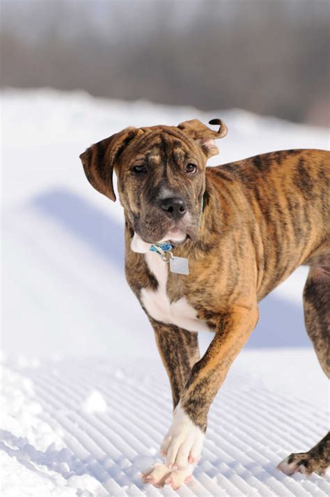 A royal woman living in rural russia during the 18th century is forced to choose between her. Great Danebull Dog Breed » Everything About Great Dane ...