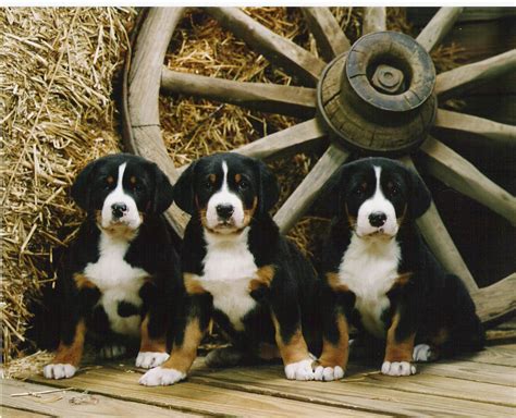Greater Swiss Mountain Dogs Shadetree Greater Swiss Mountain Dogs