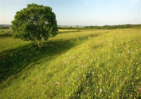 Ancient Chalk Grassland Photograph By Bob Gibbonsscience Photo Library
