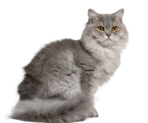British Longhair Cat Origin And Characteristics