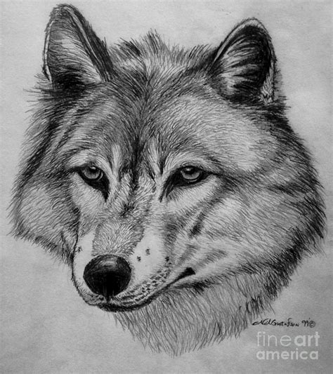 Wolf Sketch Drawing By Nick Gustafson