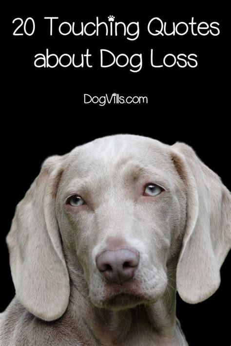 20 Inspirational And Touching Dog Loss Quotes Dogvills