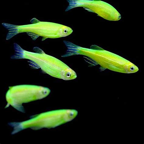 Electric Green Glofish Danio Rerio That Fish Place