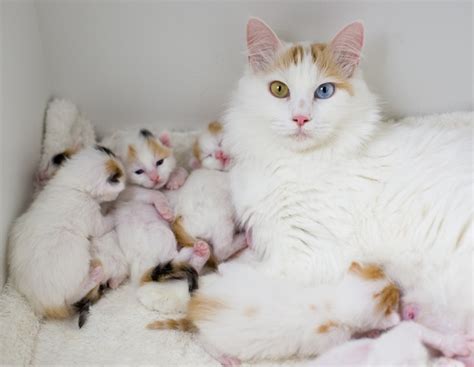 Mimpi kucing melompat atas badan. 10 Baka Kucing Paling Cantik dan Comel dalam Dunia | Iluminasi