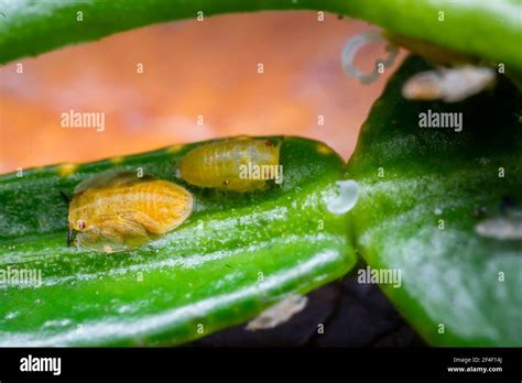 Nymphs Of Asian Citrus Psyllid Diaphorina Citri Commonly Known As
