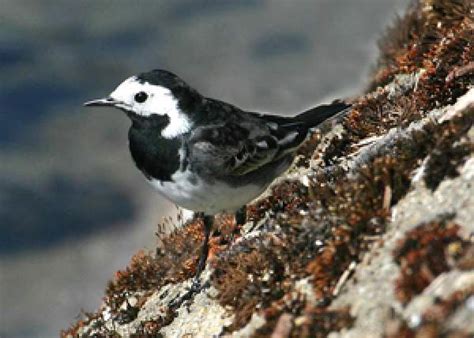 Pied Wagtail Bto British Trust For Ornithology