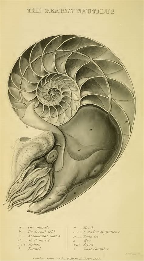 The Study The Malacological Marvel Of The Nacreous Nautilus