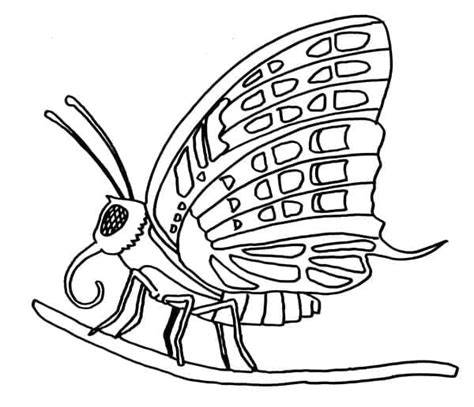 Dibujos De La Mariposa Para Colorear Para Colorear Pintar E Imprimir