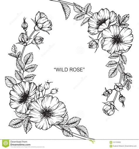 We did not find results for: Wild Rose Flower Drawing And Sketch. Stock Illustration ...