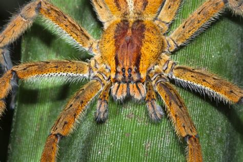 Deadly Poison Spider Was Made To Edeka For Police Deployment Of Large
